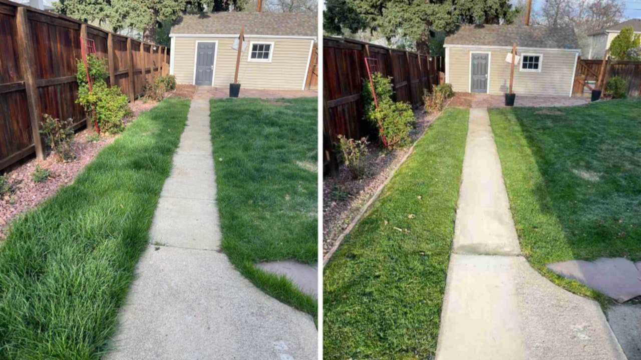 Expert overgrown yard cleanup