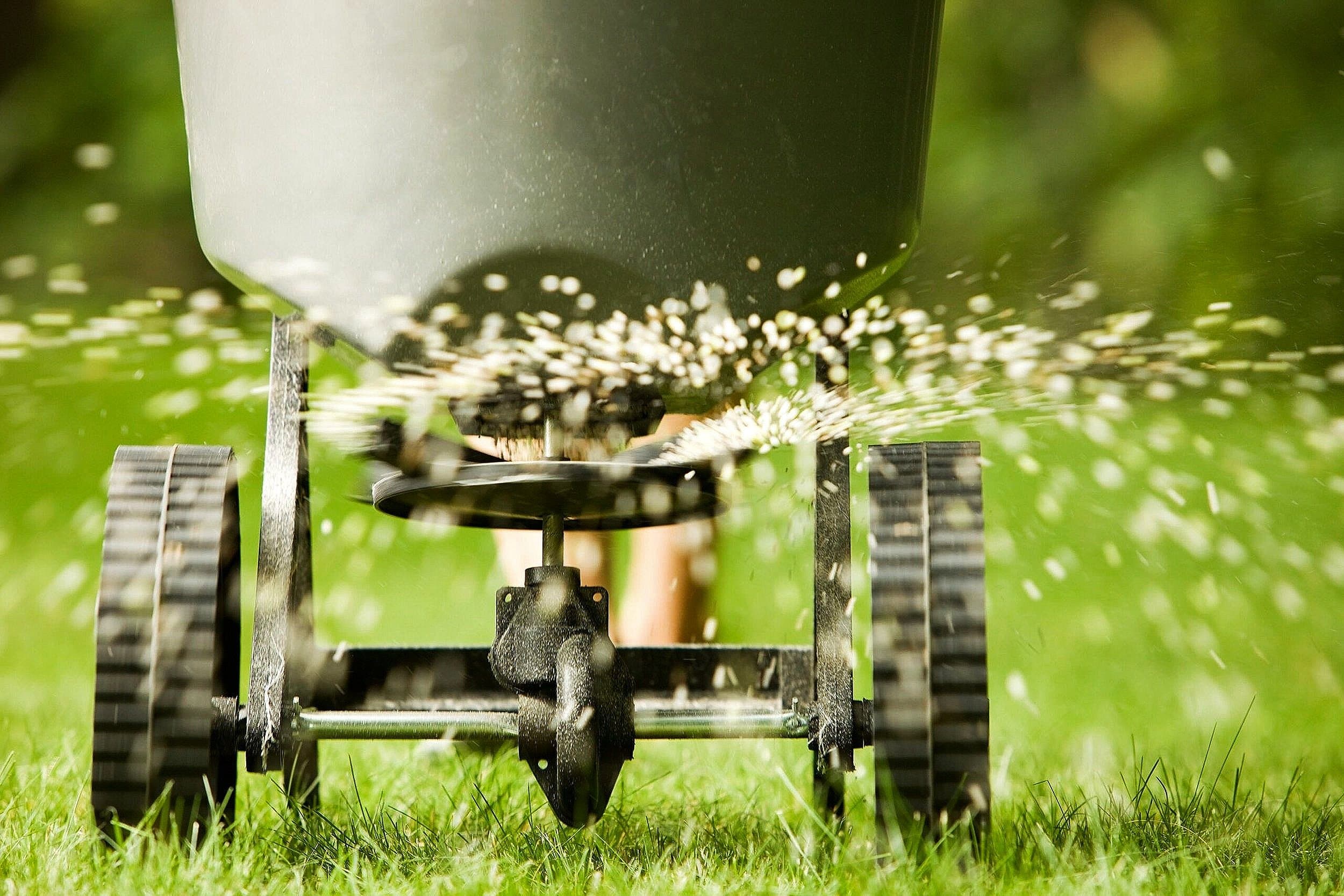 Healthy fertilized lawn in Colorado Springs
