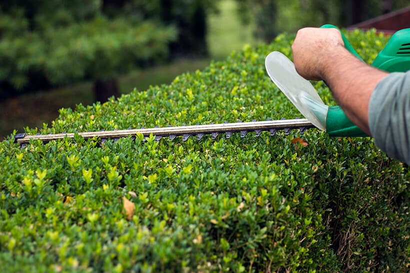 Professional hedge trimming and shaping in Colorado Springs