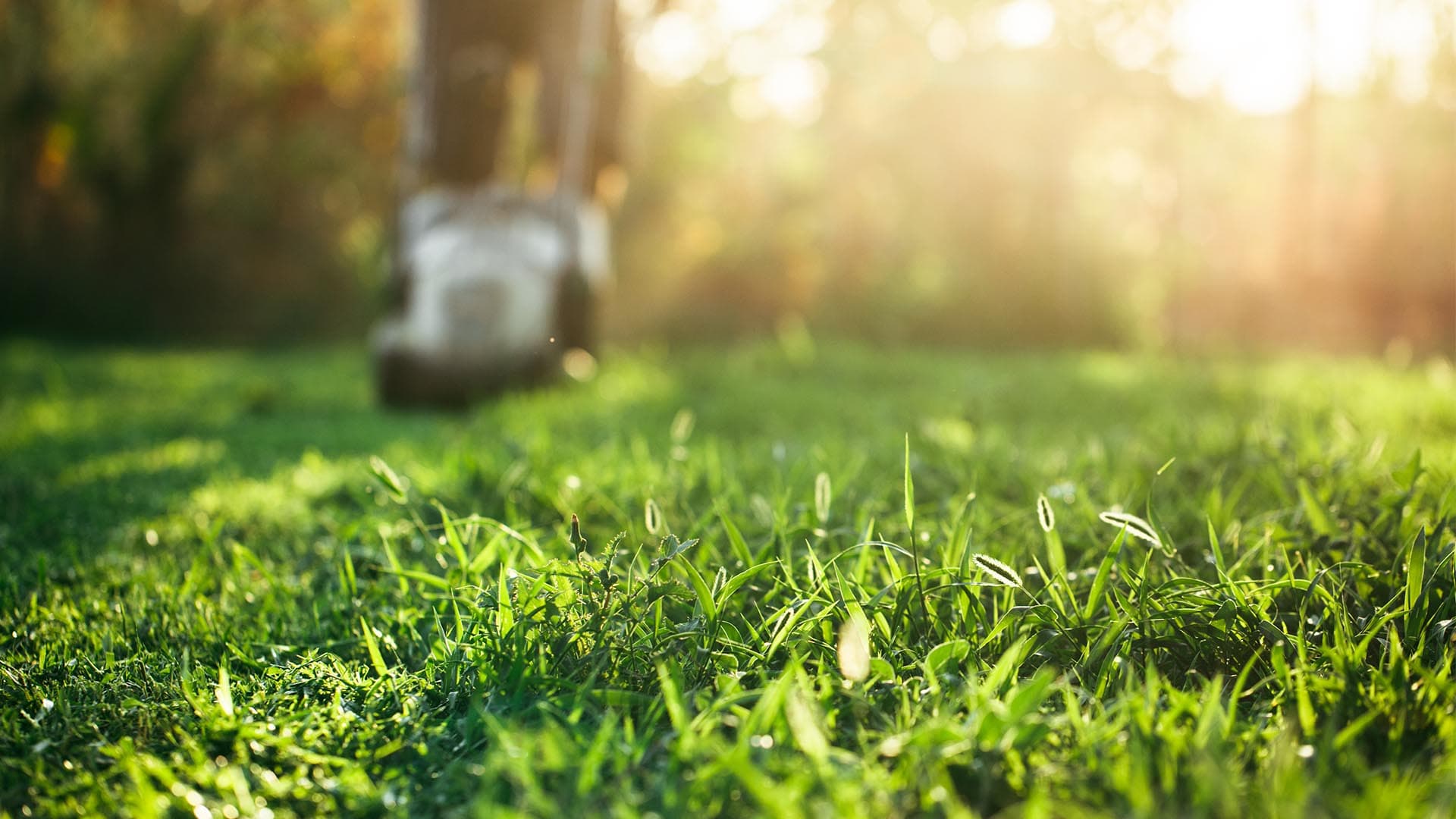 Professional lawn maintenance in East Colorado Springs