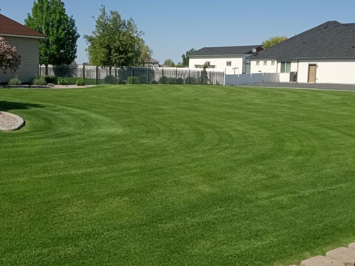 Thick overseeded lawn in Colorado Springs