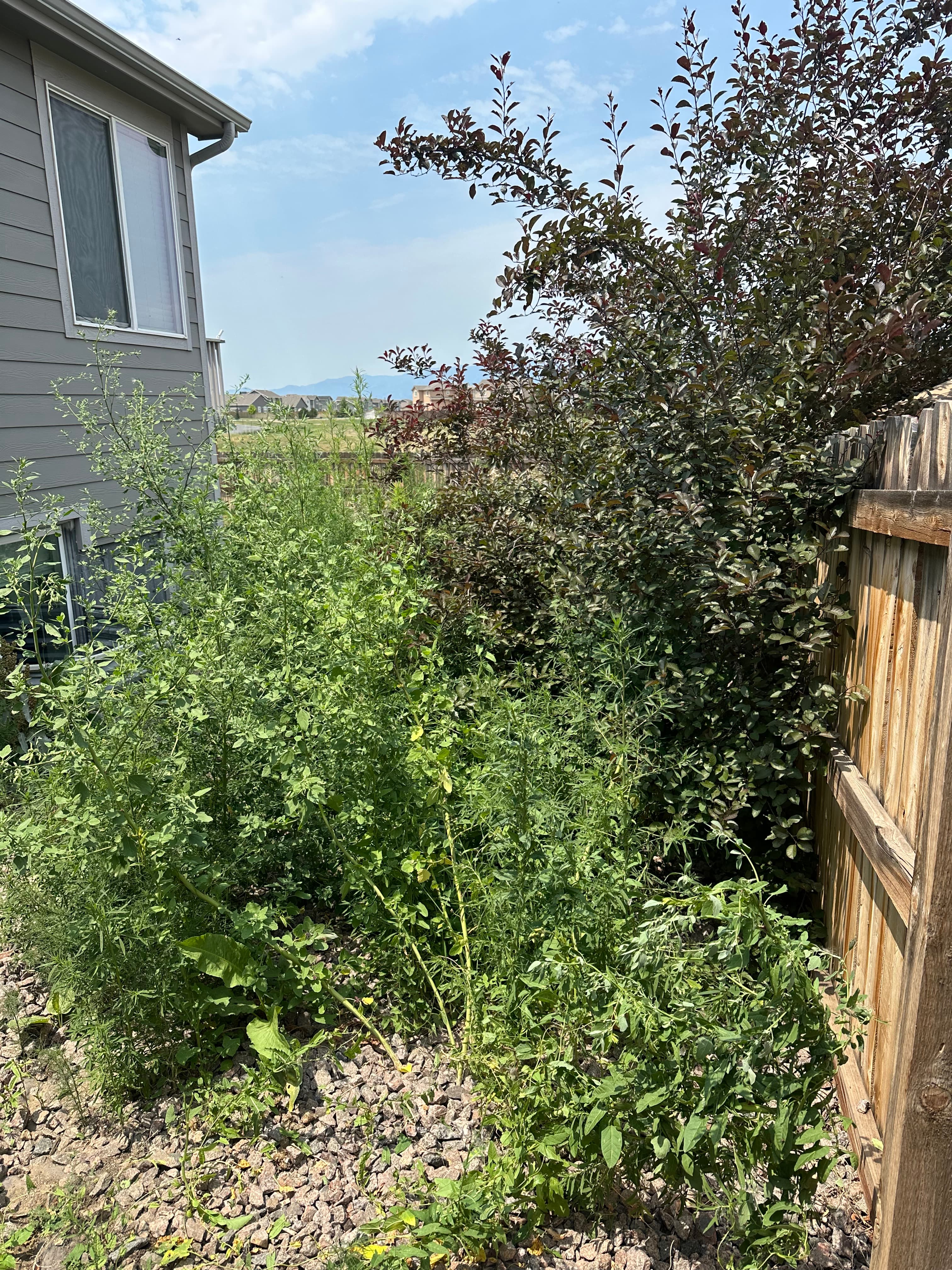 Before cleanup - overgrown yard with tall grass, weeds, and brush